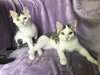 Maeby & Juniper