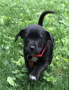Remington