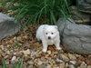 Koby