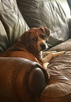 Holly Betsy Thompson