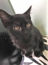 Bagheera