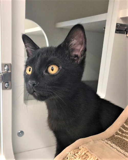 Bagheera