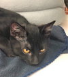 Bagheera