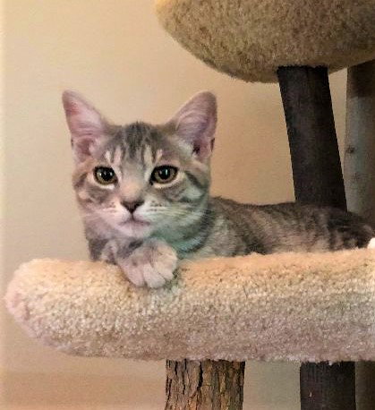 Mowgli