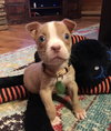 Harper