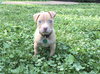 Winnie