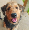 Gracey