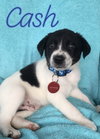 Cash