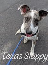 Texas Transport Skippy