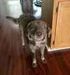 DeeDee