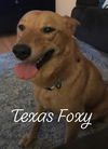 Texas Transport Foxy