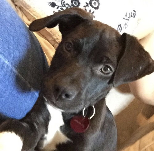 Roo