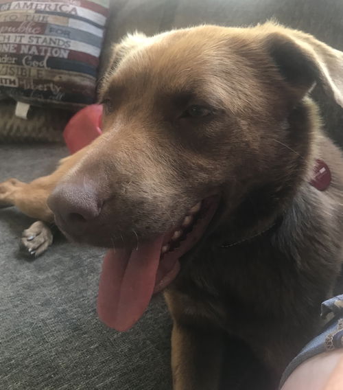 Texas Transport  Lily