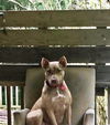 Texas Transport Tahlei