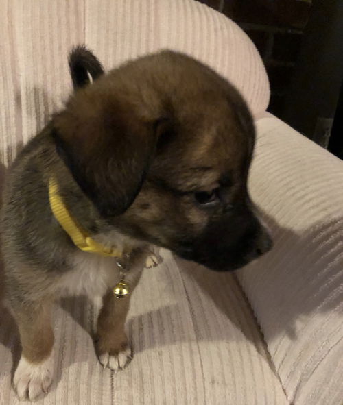 Sadie
