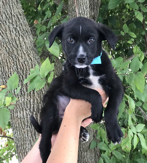 Louie