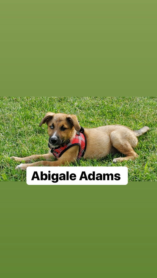 Abigail
