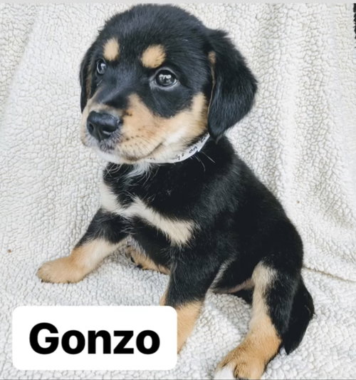 Gonzo