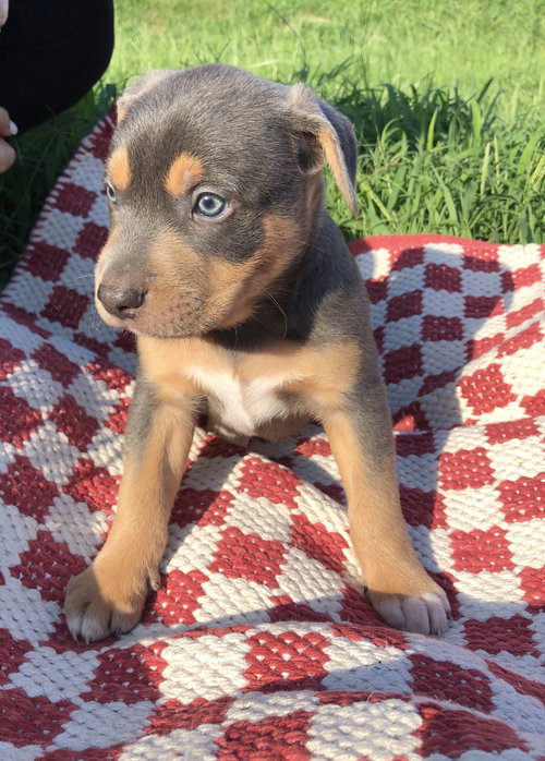 Porter