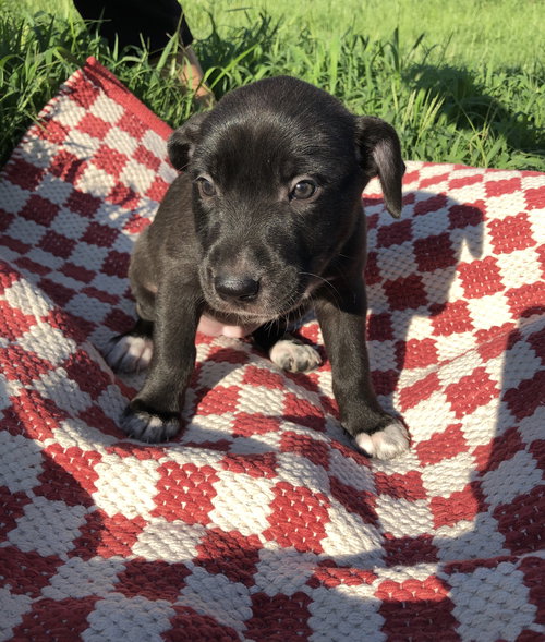 Penny