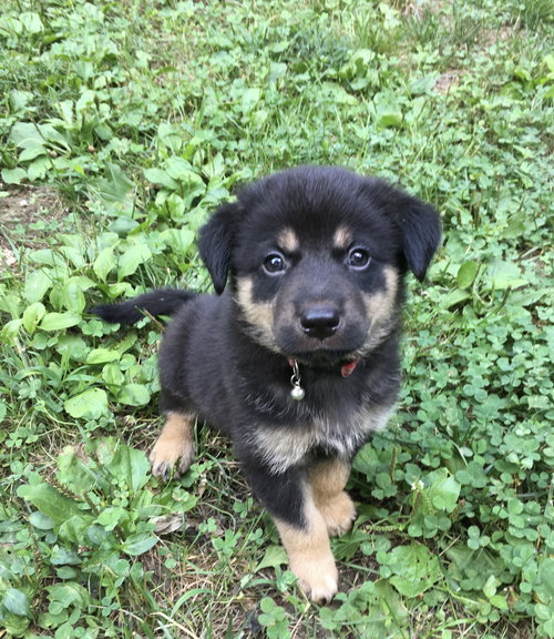 Max
