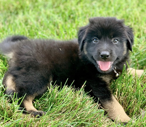 Merlin