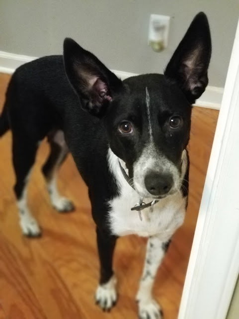 Amelia