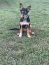 Bailey