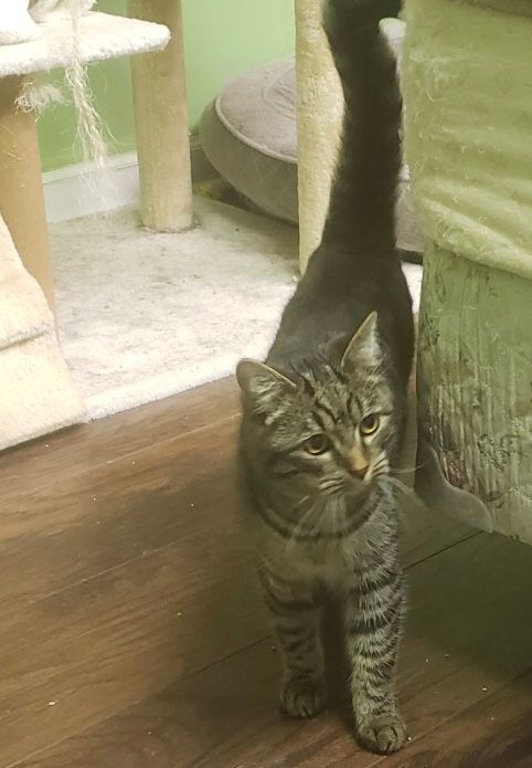 Clyde