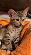 Hershey