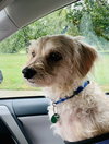 Smith County Buddy