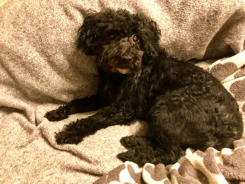 Smith County Maggie