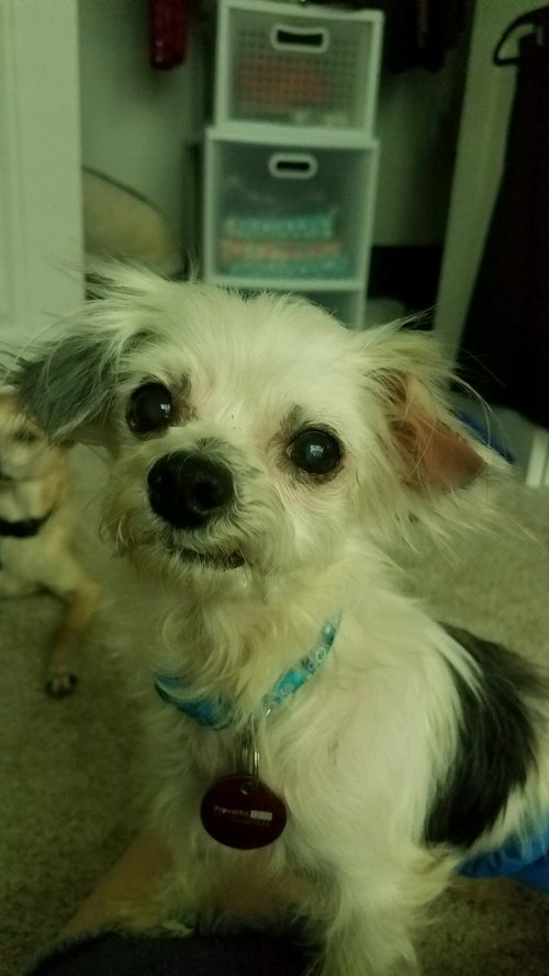 Smith County Spanky