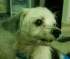 Smith County Spanky