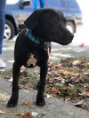 Pippin