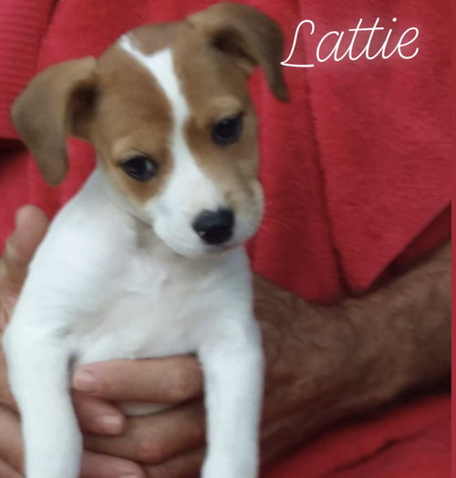 Lattie