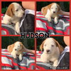 Hudson