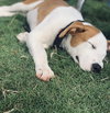Hudson