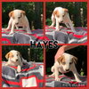 Hayes