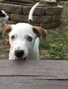 Romeo