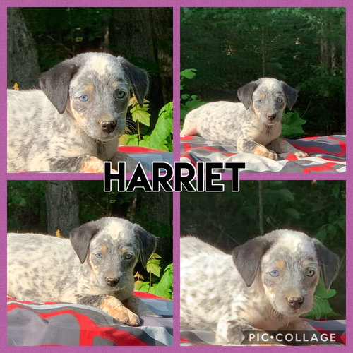 Harriet