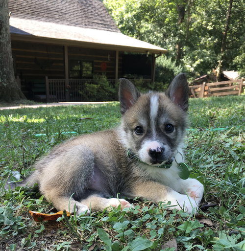 Louie