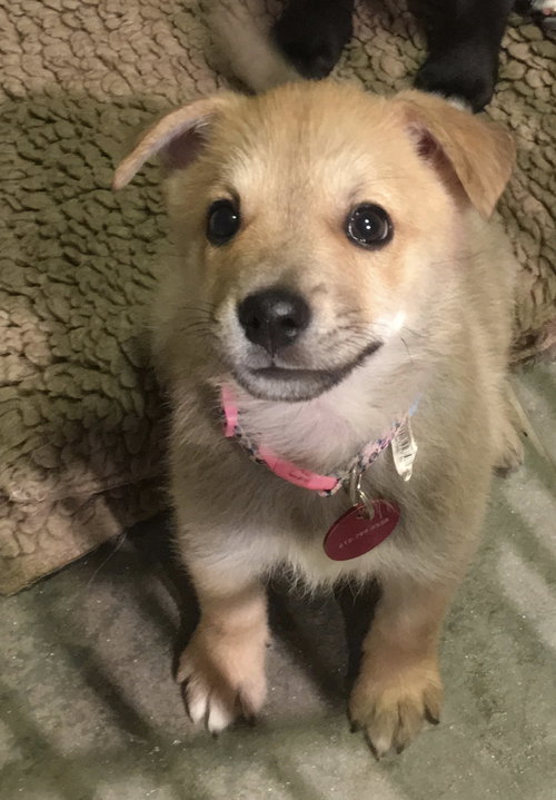Dolly