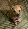 Dolly