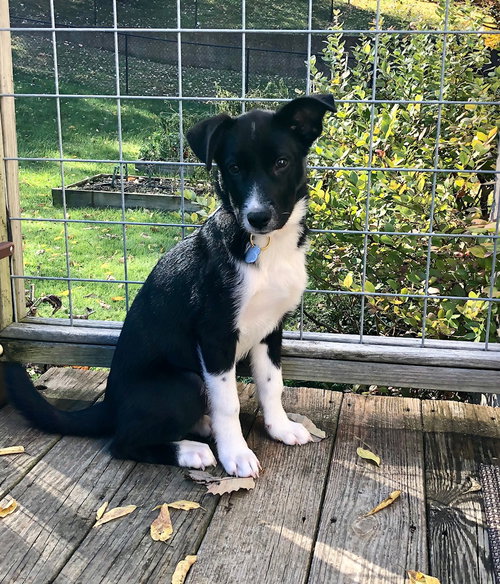 Max