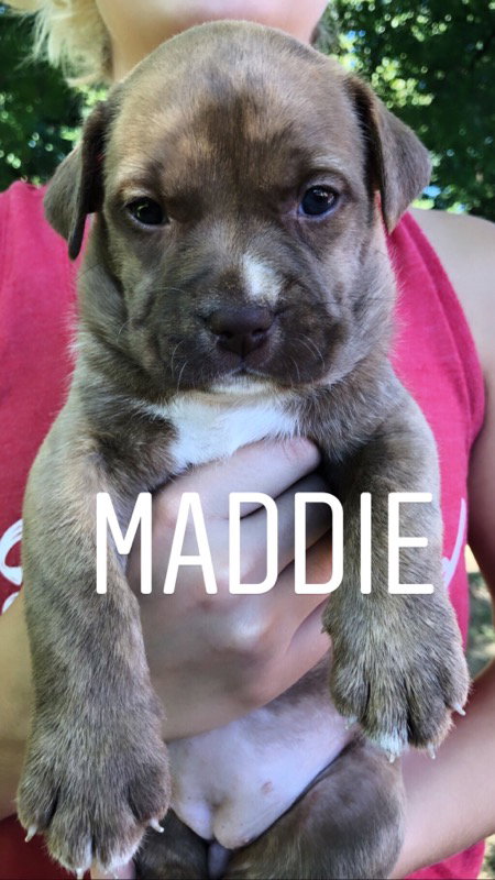 Maddie