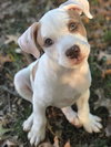 Winnie