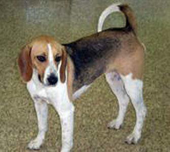 Beagle