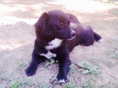 Little Girl