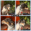 Gina